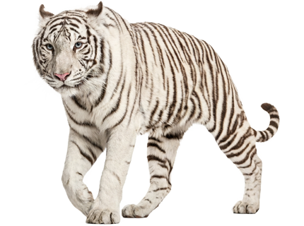 Oszustwa inwestycyjne Oszustwa inwestycyjne